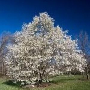 Meet your Posher, Pam